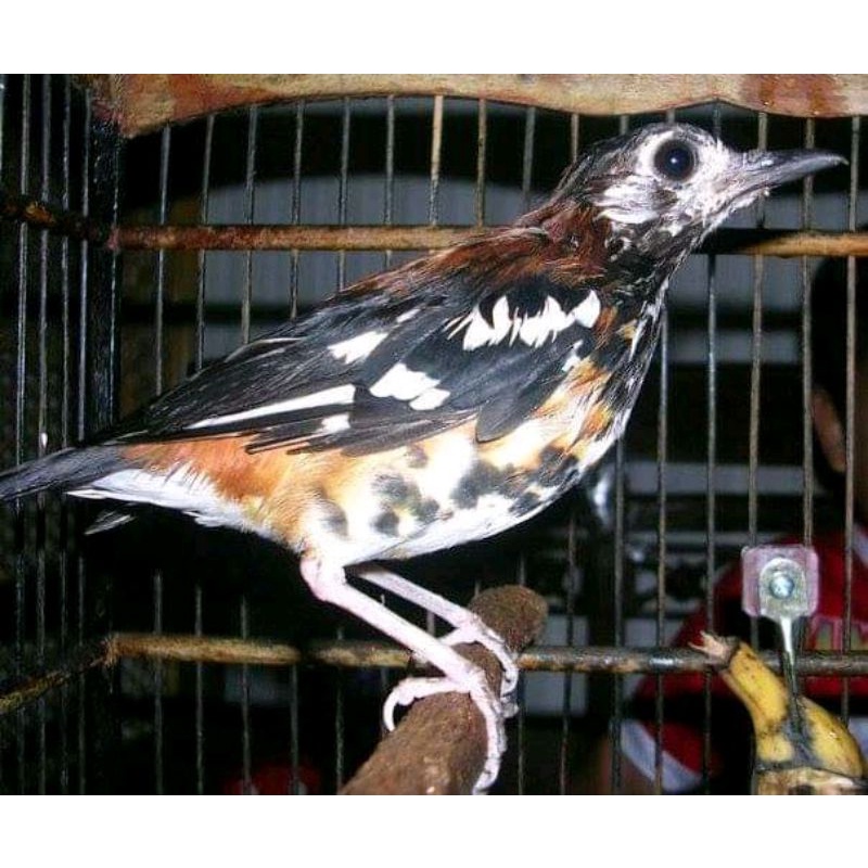 Jual burung anis macan jantan pilihan | Shopee Indonesia