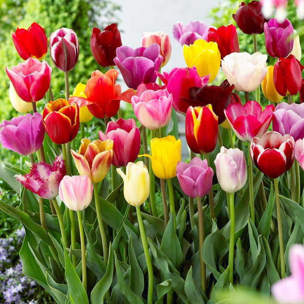 Benih Bibit Biji Bunga Tulip Warna Warna Mixed Shopee Indonesia