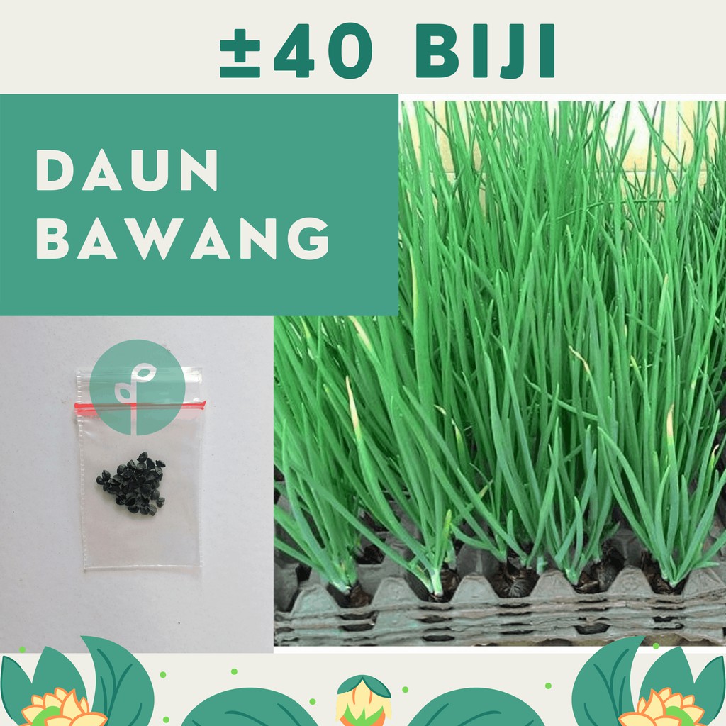 Jual Benih Bibit Daun Bawang F Fragrant Sayuran Unggul Known You