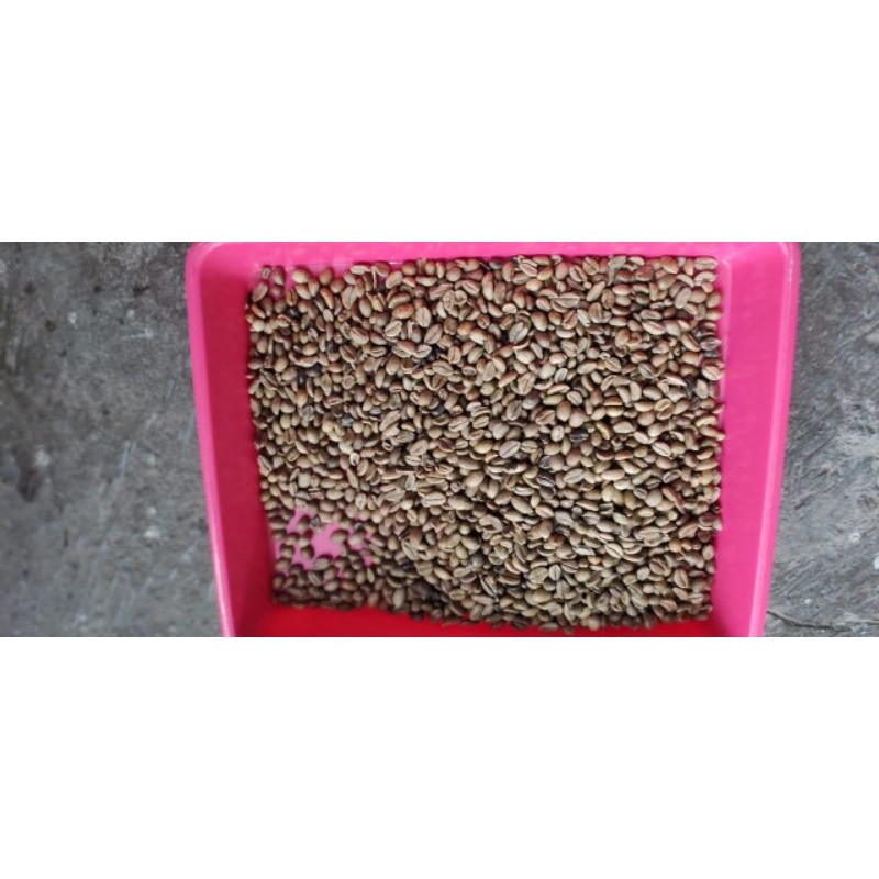 

kopi robusta excelsa