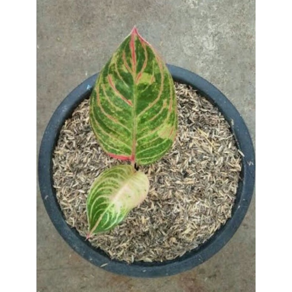 bibit anakan aglonema golden hope