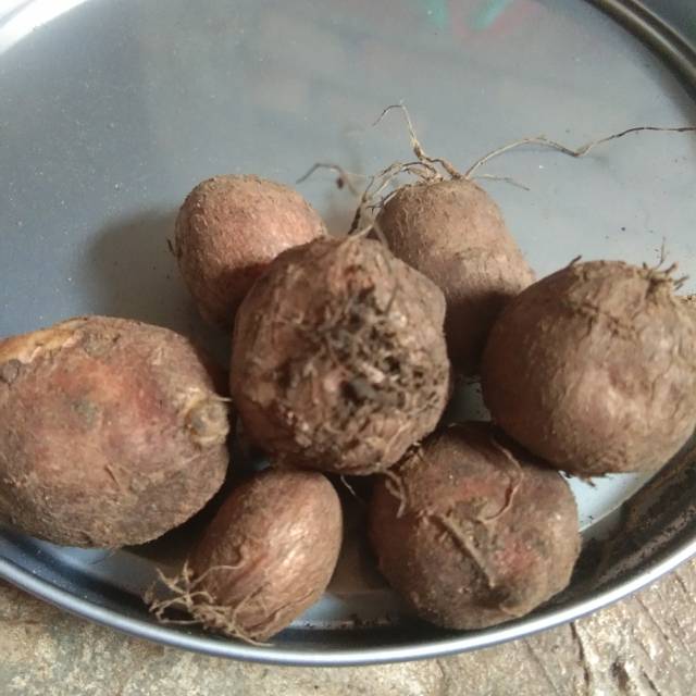 

Ubi Kembili