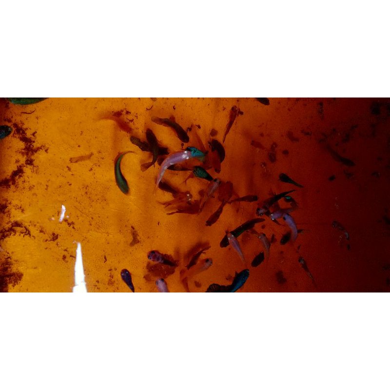ikan cupang plakat koi galaxy