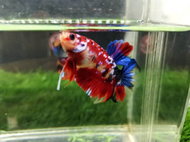 Cupang red koi multycollour galaxy selo bahanan anakan