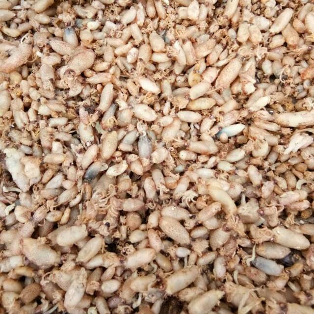 

PAKET 3 KG BABY CUMI SEDANG size 0.5-2 cm