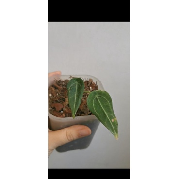 Anthurium Forgetii Ori