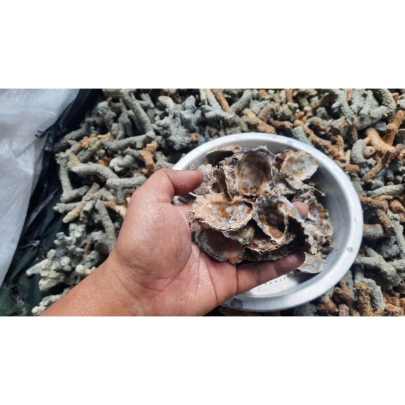 cangkang kerang oyster media filter