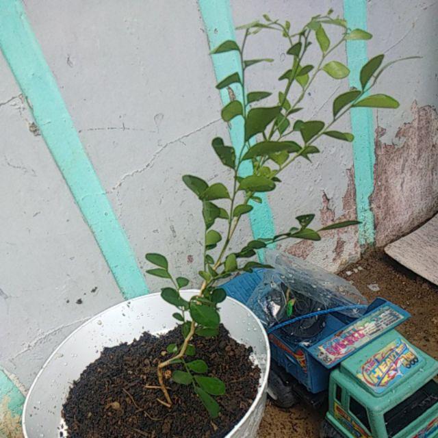Pohon  Kemuning  - Tanaman Hias Bunga Kemuning - Kemuning