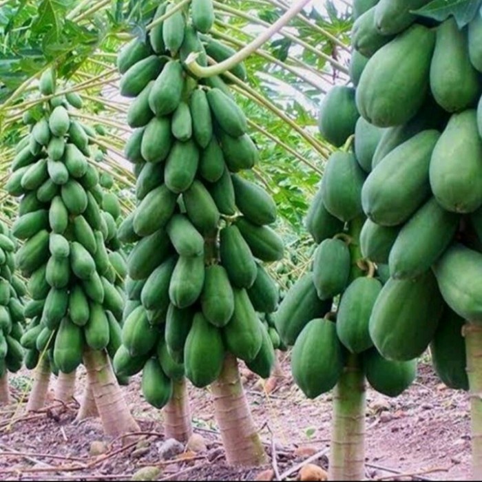 BENIH PEPAYA CALIFORNIA SUPER KEMASAN ISI 60 BIJI
