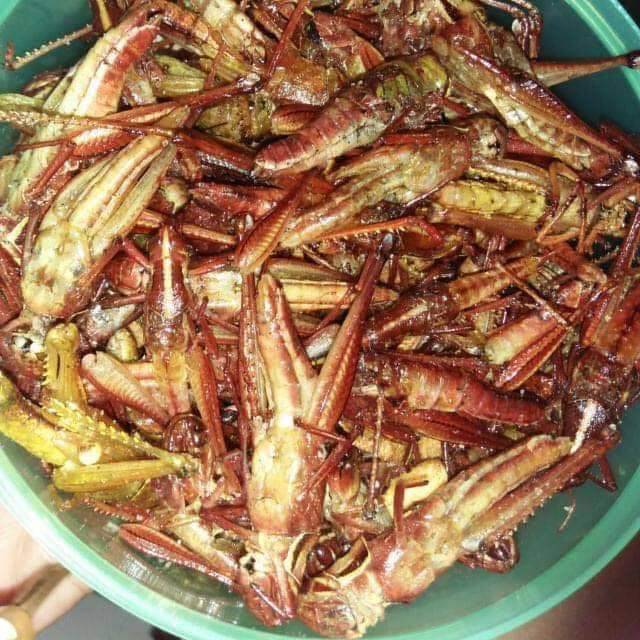 

Belalang goreng es bima