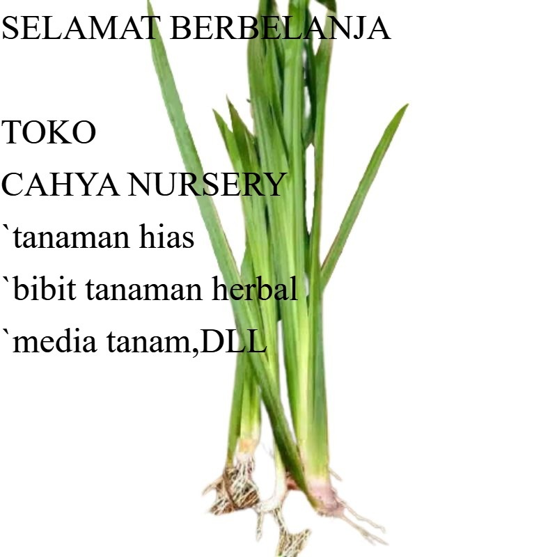 

PROMO Daun dlingo/delingo/jaringao/ 50gram