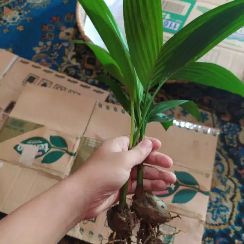 

bibit pohon pinang hibrida