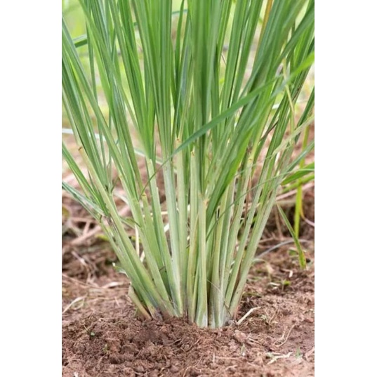 

BIBIT TANAMAN SEREH DAPUR | SEREH SAYUR | SEREH BUMBU UNTUK MEMASAK per 10Bibit+bonus