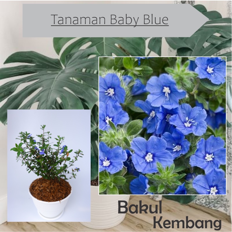 Tanaman hias blue eyes (Nemophila menziesii) baby blue eyes - BAKUL KEMBANG