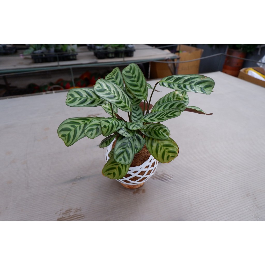 Tanaman hias Calathea Burle Marx - calatea sepat