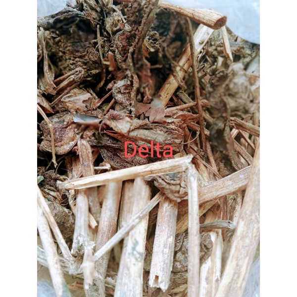 

CECENDET /CIPLUKAN bahan herbal jemur matahari