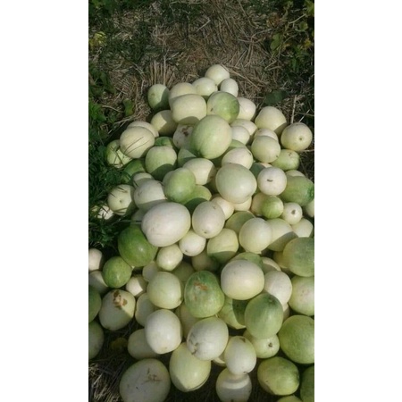 50BENIH BIJI TIMUN SURI SUPER. BIBIT BUAH TIMUN SURI