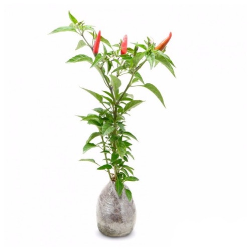 Bibit Tanaman Cabe Rawit Super / Cabai Rawit / Lombok Lalap
