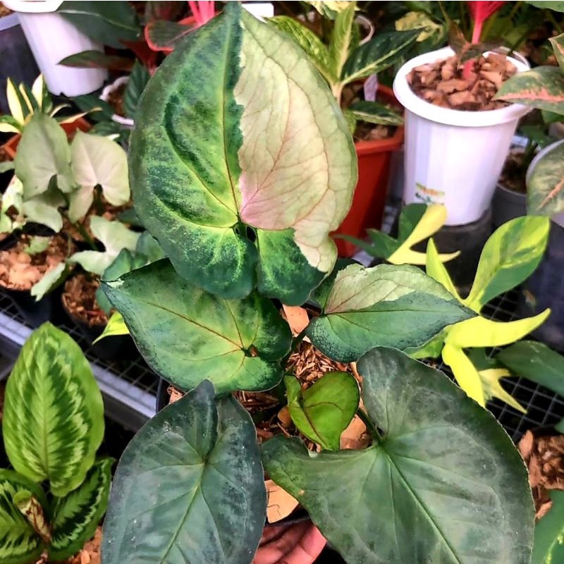 Syngonium T24  syngonium / singonium / syngonium pink / singonium pink / singonium pink splash  / sy