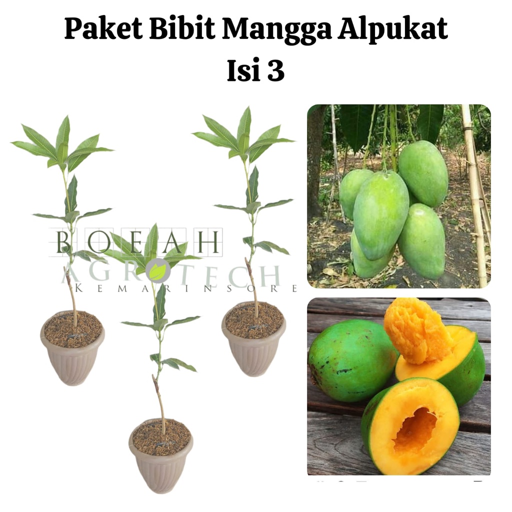 Paket Hemat Bibit Mangga Alpukat Okulasi Isi 3 Bonus Bibit Strawberry+Polibag