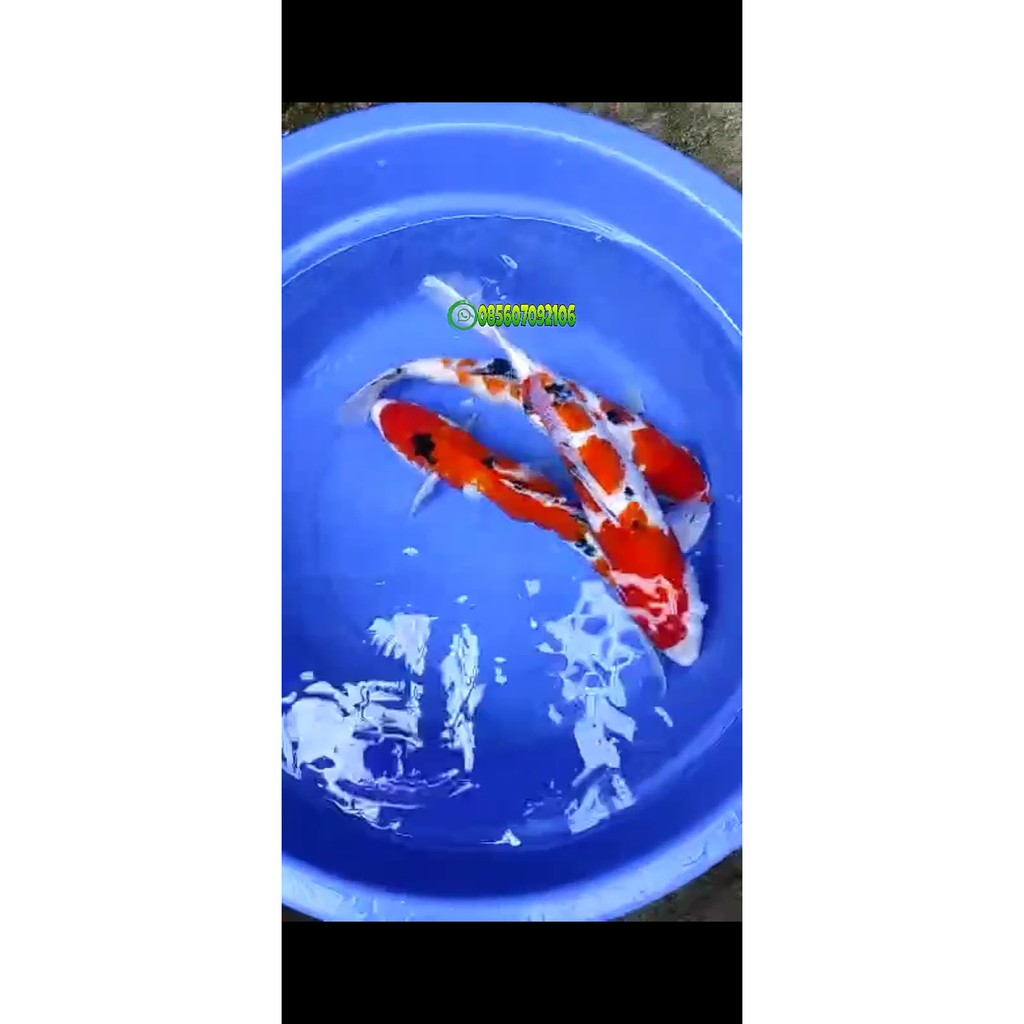 

KOI SANKE | IKAN KOI SANKE SUPER PATTERN SIZE JUMBO PAKET 3 EKOR | JUAL KOI BLITAR