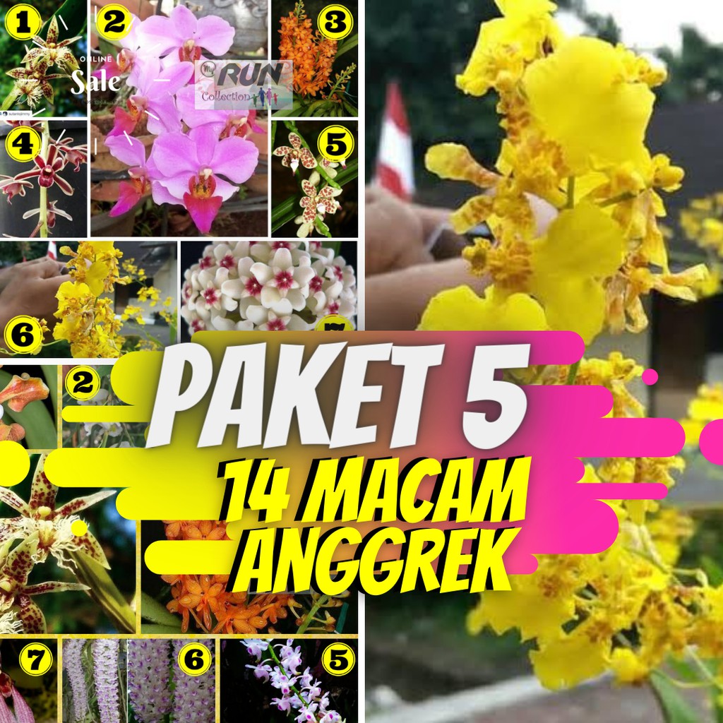 PAKET ANGGREK 5 (14 JENIS BUNGA ANGGREK)