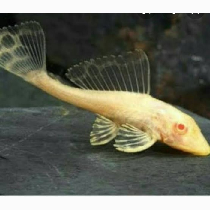 PERAWATAN HEWAN PERAWATAN IKAN SAPU2 ALBINO AQUASCAPE IKAN HIAS PEMAKAN ALGAE PLECO