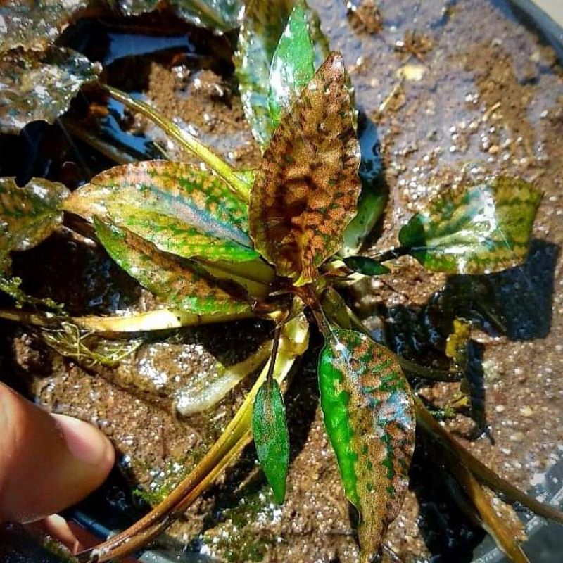 cryptocoryne striolata