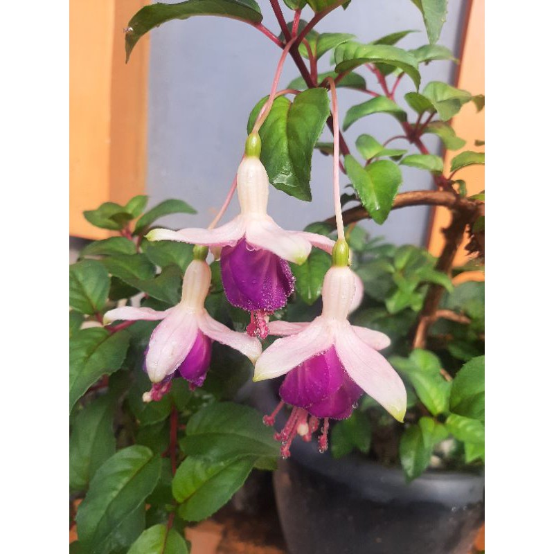Fuchsia hibrida, Bibit Bunga Fuchsia hibrida, Bunga Anting India, Bunga Lampion