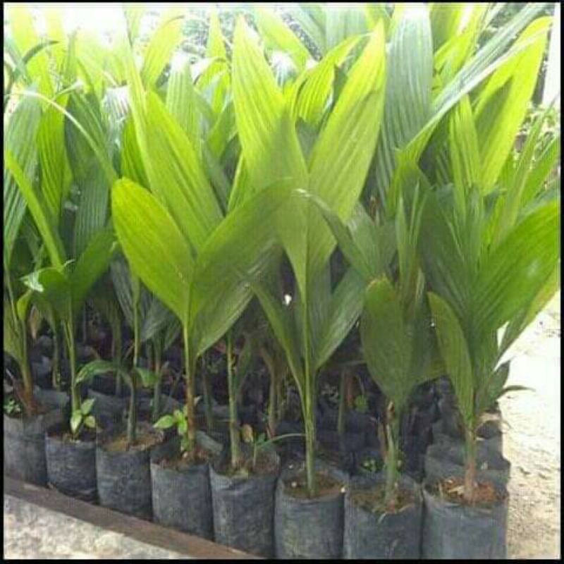 Bibit pinang wangi 200 pohon unggul tanaman pinang