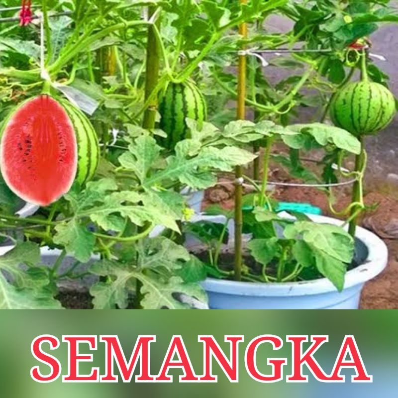 4Biji - Benih Buah Semangka Bulat Loreng Unggul Merah manis benih biji semangka merah