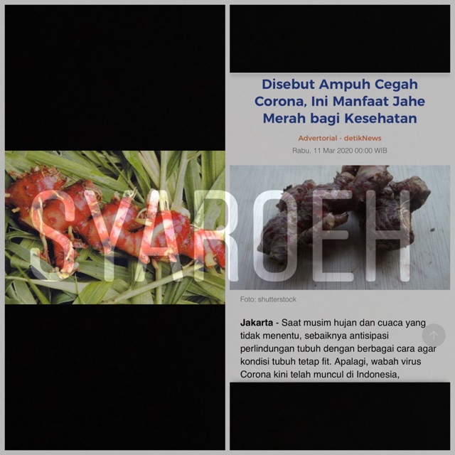 

Jual jahe merah anti corona