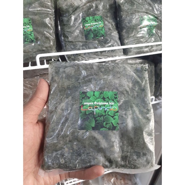 umpan lapindo,umpan galatama lele