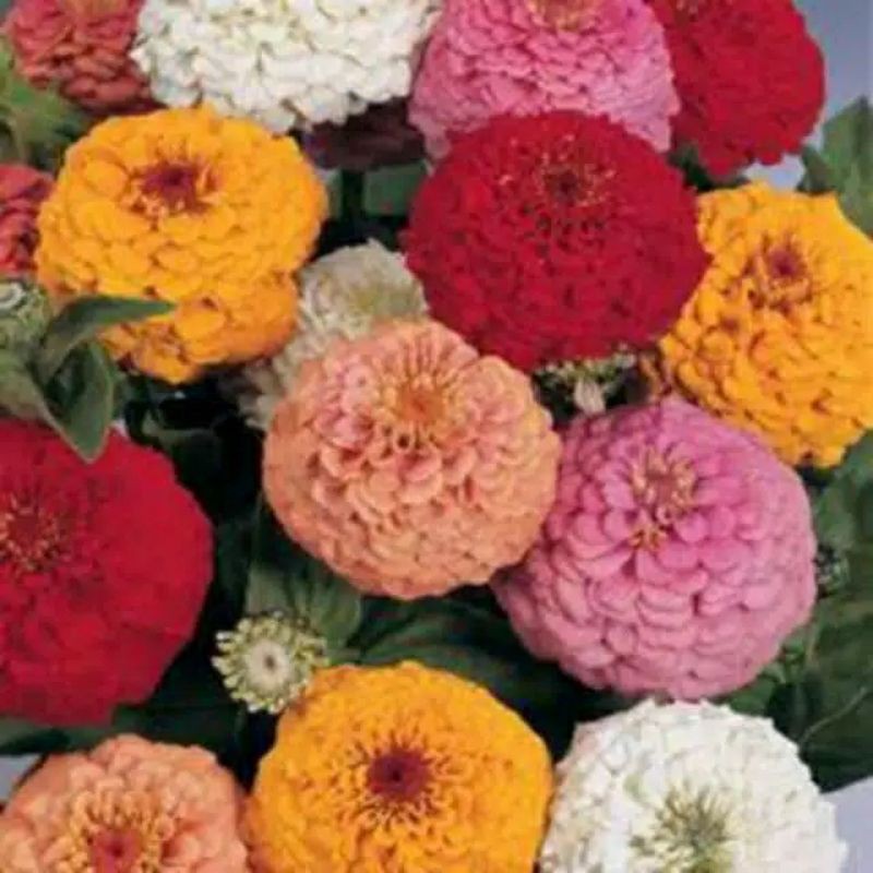 

Zinnia CaliforniaGiant