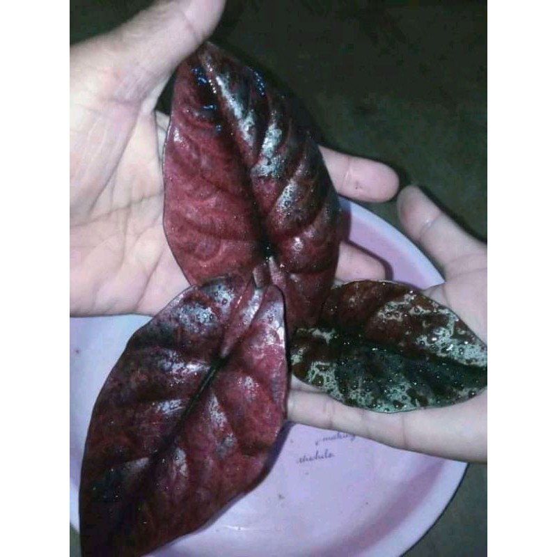tanaman hias alocasia infernalis tengkorak merah-black indo