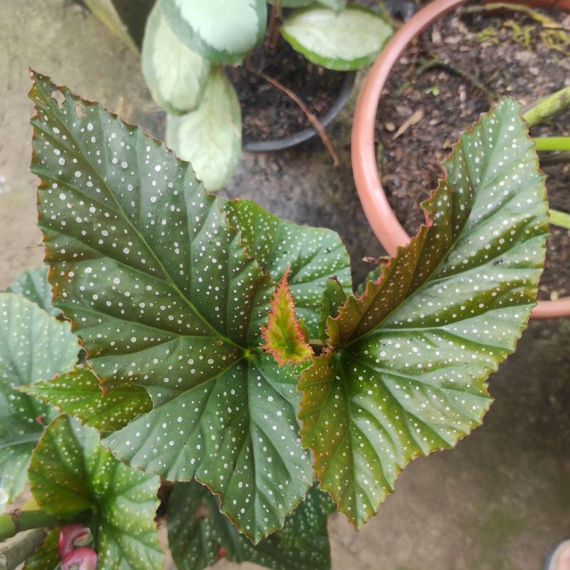 Begonia polkadot putih bunga merah promo foto asli