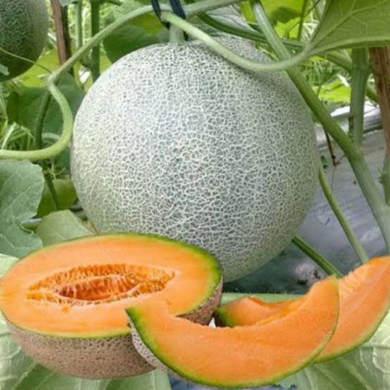 Benih Buah Melon Madu F1 Tahan Hama Bibit Buah Melon Orange Madu