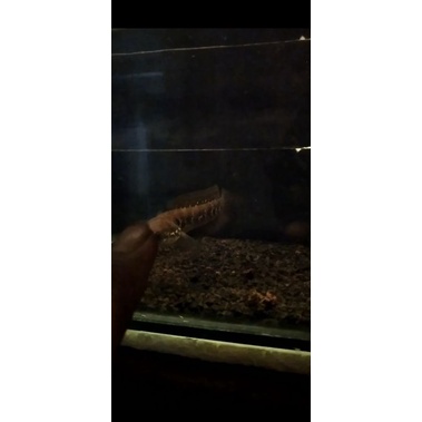 Asiatica white spot 10-11cm