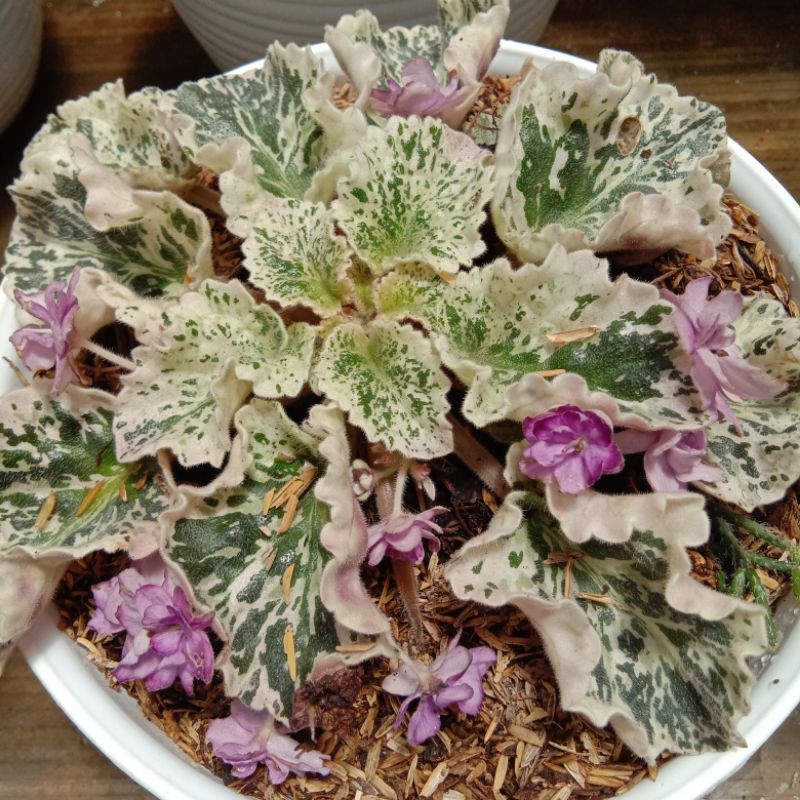 Tanaman Bigunia variegata pilces variegata bibitan