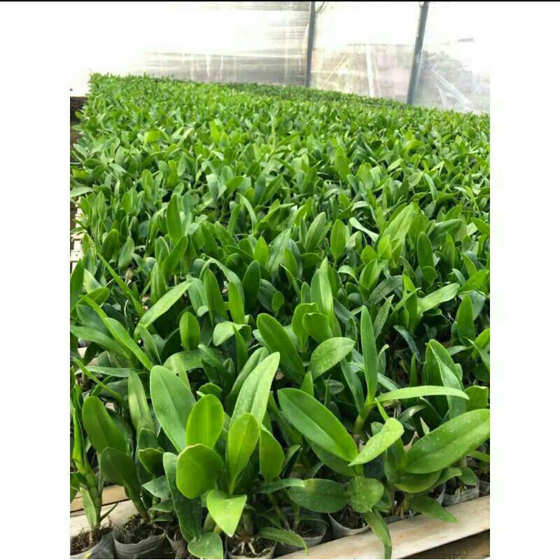 TANAMAN HIAS SEEDLING ANGGREK DENDROBIUM PINK WHITE