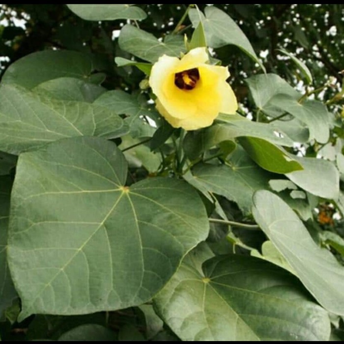 

15 Batang Stek Pohon Waru Laut Herbal