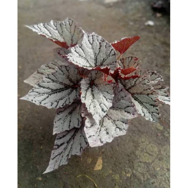  Tanaman  hias begonia Rex silver lace Shopee Indonesia