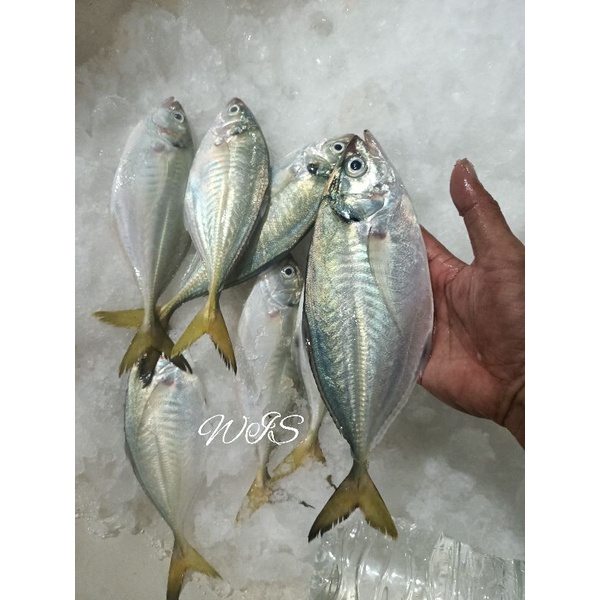 

ikan selar MLM 1 kg