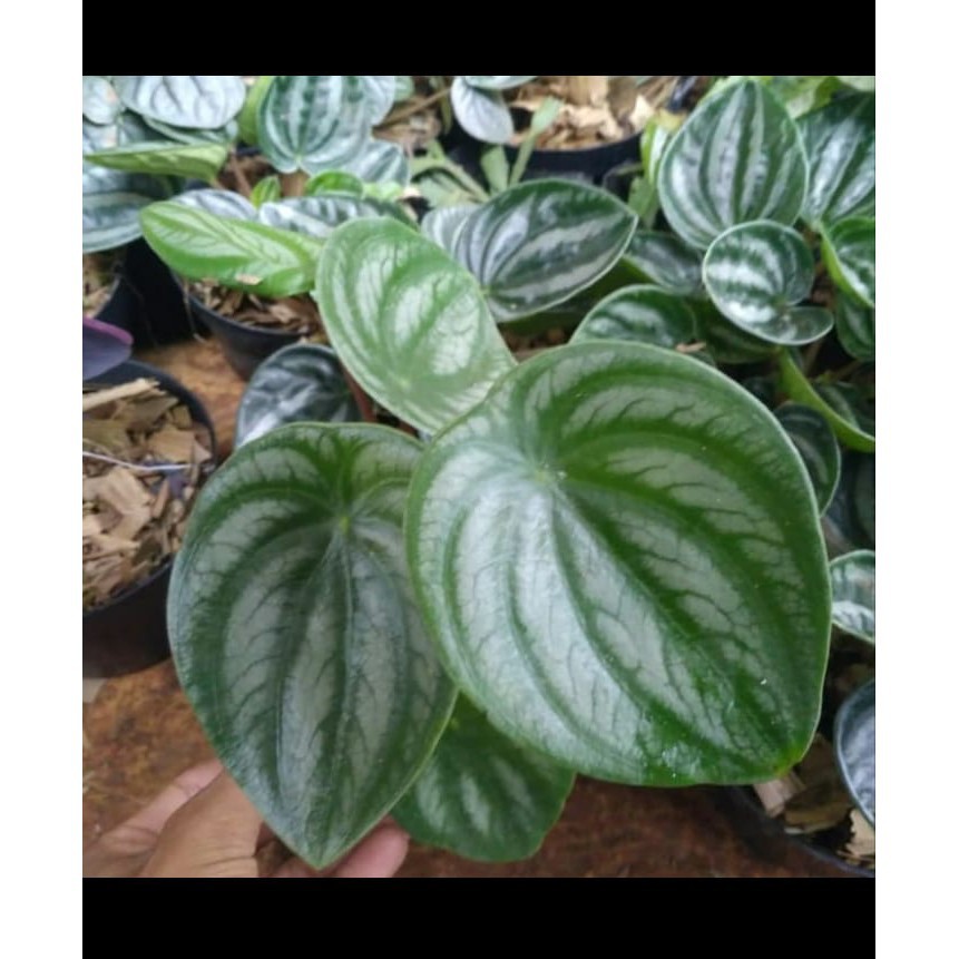 Tanaman Peperomia Watermelon Tanaman Watermelon Tanaman Peperomia
