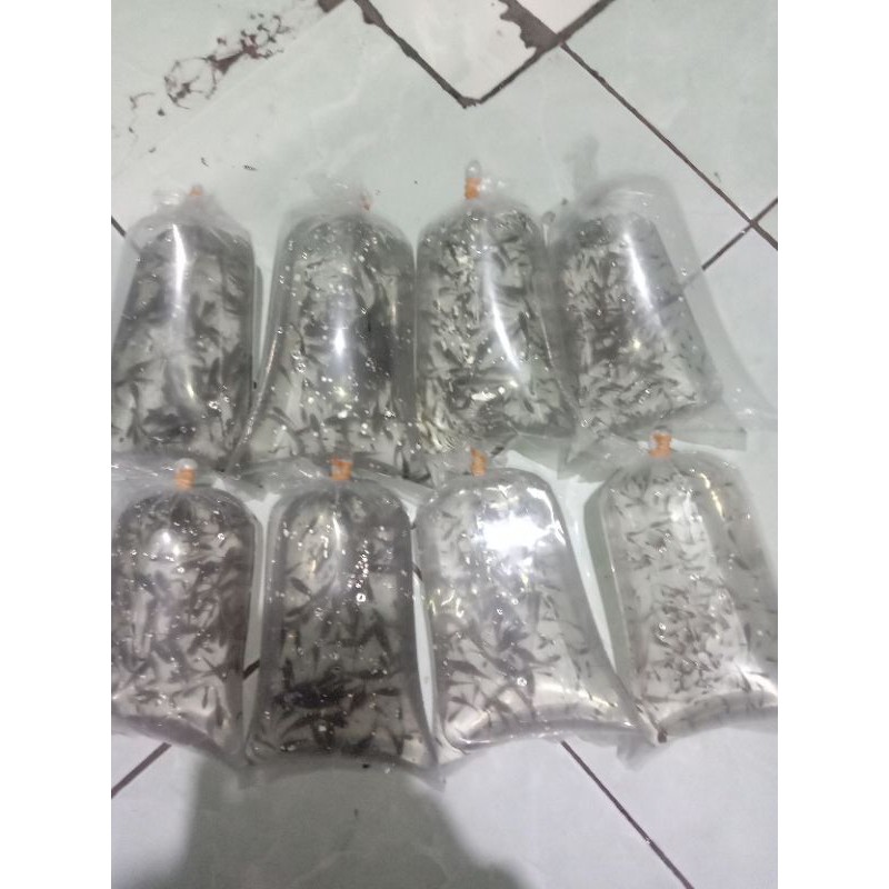 Ikan cere hidup (pakan ikan predator)