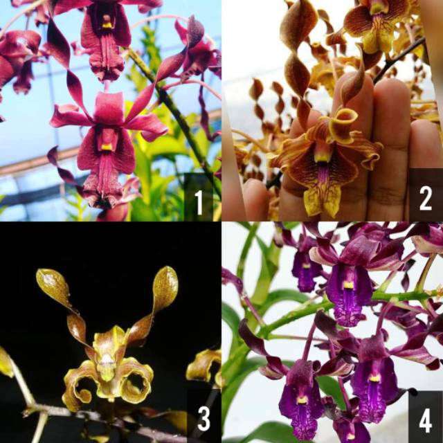 Anggrek Dendrobium melintir bibit botol