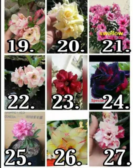 Paket 5 tanaman hias adenium bunga tumpuk ( Kamboja Jepang )-2