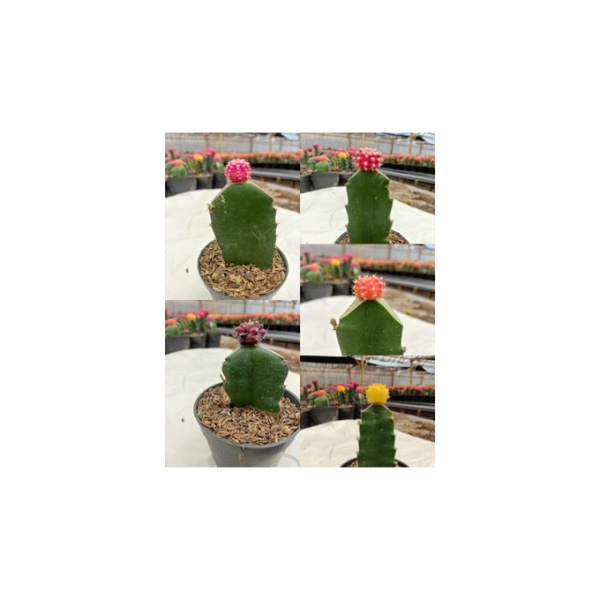 kaktus mini hidup gymno Korea