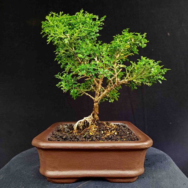 Tanaman Hias Kemuning Mikro Bahan Bonsai / Bonsai Kemuning Mikro