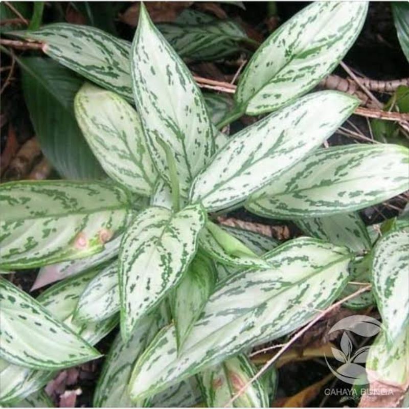 aglonema silver queen